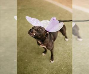 American Pit Bull Terrier-Unknown Mix Dogs for adoption in Las Vegas, NV, USA