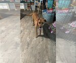 Small Photo #1 Labrador Retriever-Rhodesian Ridgeback Mix Puppy For Sale in Ball Ground, GA, USA