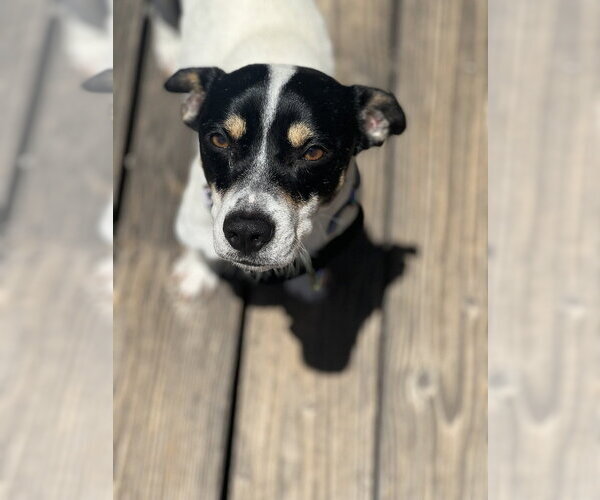 Medium Photo #2 Jack Russell Terrier Puppy For Sale in Dana Point, CA, USA