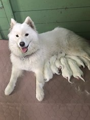 Mother of the Samoyed puppies born on 04/22/2018
