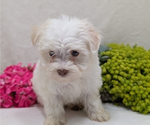 Medium Photo #18 Havanese Puppy For Sale in GOSHEN, IN, USA