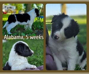 Border Collie Puppy for sale in BROOKFIELD, MO, USA