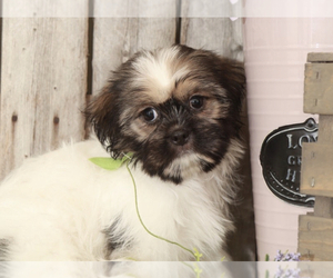 Shih Tzu Puppy for sale in MOUNT VERNON, OH, USA