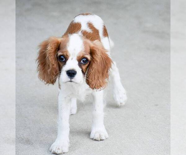 Medium Photo #3 Cavalier King Charles Spaniel Puppy For Sale in HONEY BROOK, PA, USA