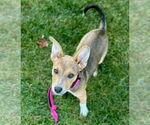 Small Photo #1 American Pit Bull Terrier-Coonhound Mix Puppy For Sale in GILBERTS, IL, USA