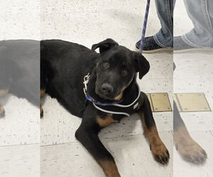 Rottweiler-Unknown Mix Dogs for adoption in Minneapolis, MN, USA