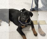 Small Rottweiler Mix
