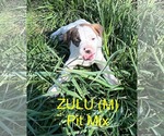 Small #6 Mutt