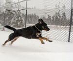 Small #7 Rottweiler Mix
