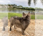 Small Photo #2 Pomeranian Puppy For Sale in COOPER CITY, FL, USA