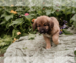 Small #4 Bernese Mountain Dog-Caucasian Shepherd Dog Mix