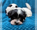 Small #2 Havanese