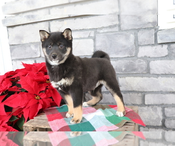 Medium Photo #4 Shiba Inu Puppy For Sale in SHILOH, OH, USA