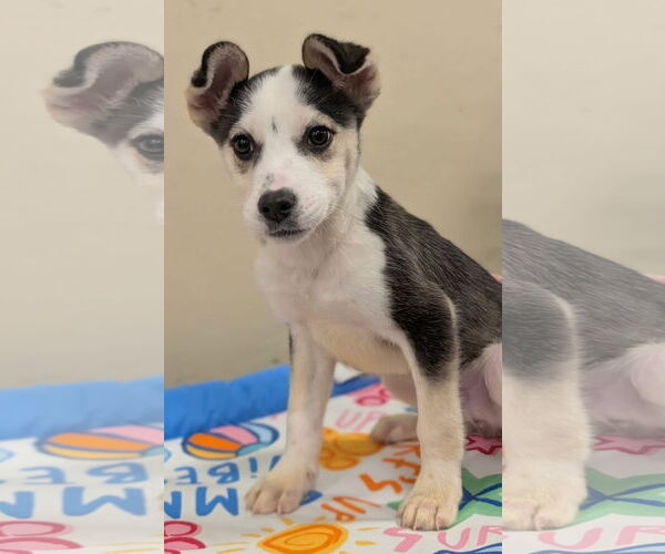 Medium Photo #3 Huskies -Unknown Mix Puppy For Sale in Oakhurst, NJ, USA