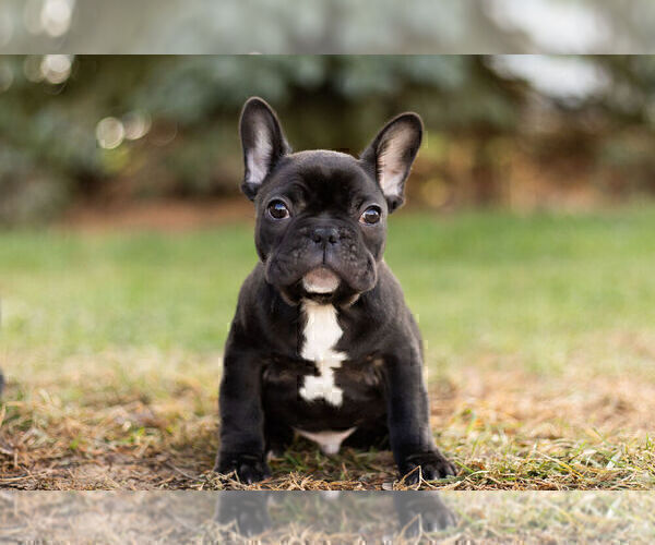 Medium Photo #10 French Bulldog Puppy For Sale in WARSAW, IN, USA