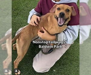 Beagle-Unknown Mix Dogs for adoption in Pasadena, CA, USA