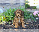 Puppy Winefred Pom-A-Poo