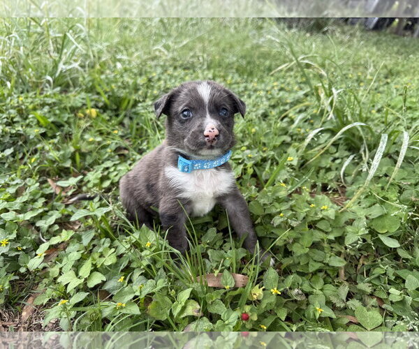Medium Photo #1 Australian Shepherd-Unknown Mix Puppy For Sale in The Woodlands, TX, USA