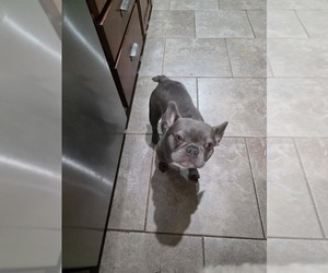 Mother of the French Bulldog puppies born on 05/26/2026