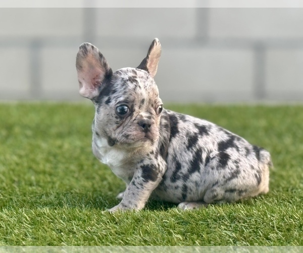 Medium Photo #8 French Bulldog Puppy For Sale in SAN ANTONIO, TX, USA