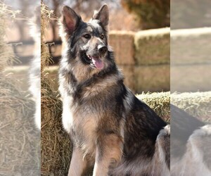 German Shepherd Dog Puppy for sale in ABILENE, TX, USA