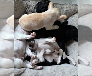 Faux Frenchbo Bulldog Litter for sale in NEW HILL, NC, USA