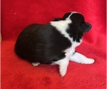 Small #5 Miniature Australian Shepherd