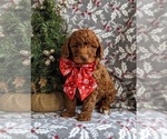 Small Photo #1 Goldendoodle (Miniature) Puppy For Sale in NOTTINGHAM, PA, USA