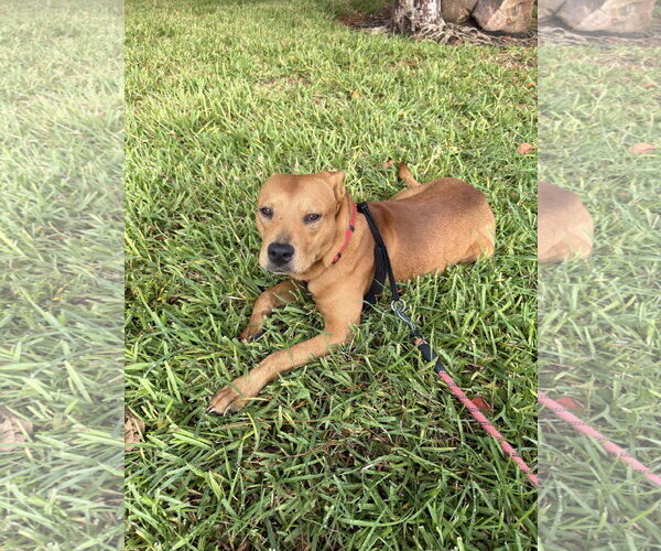 Medium Photo #1 Labrador Retriever-Unknown Mix Puppy For Sale in The Woodlands, TX, USA