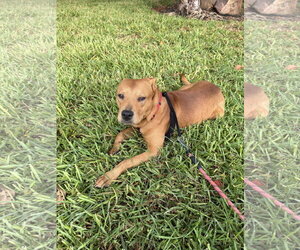 Labrador Retriever-Unknown Mix Dogs for adoption in The Woodlands, TX, USA