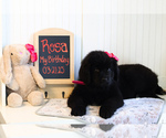 Puppy 3 Newfoundland