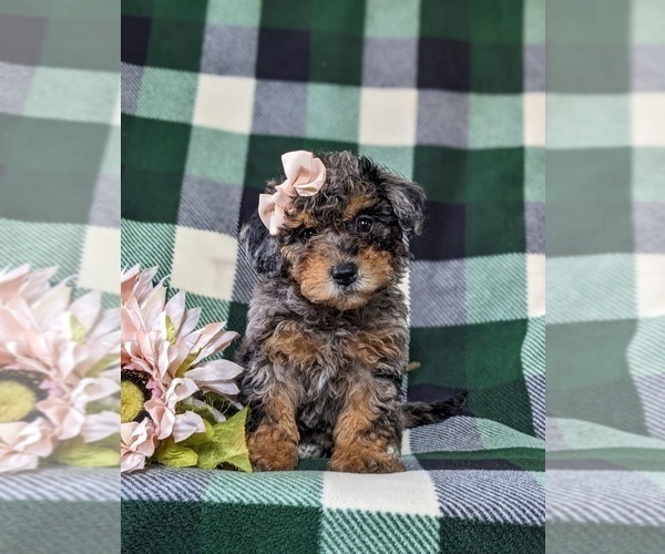 Medium Photo #3 Bichpoo Puppy For Sale in LINCOLN UNIVERSITY, PA, USA