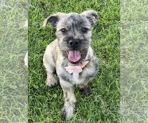 Miniature Schnauzer-Pug Mix Dogs for adoption in Phoenix, AZ, USA