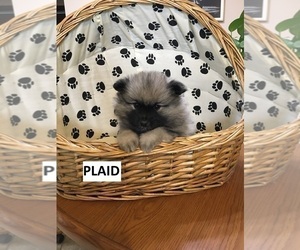 Keeshond Puppy for sale in MANTENO, IL, USA