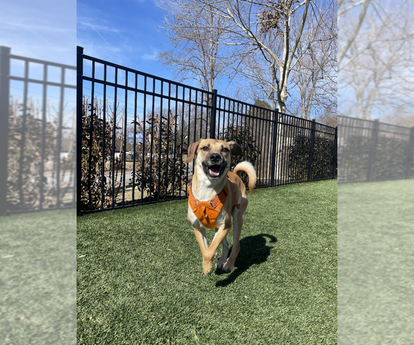 Medium Photo #13 Mutt Puppy For Sale in Candler, NC, USA