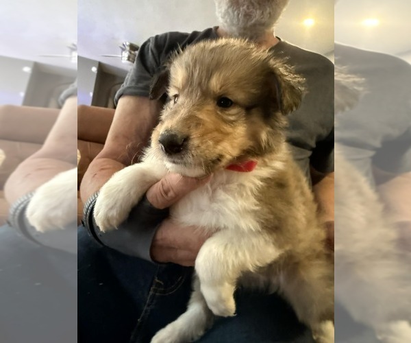 Medium Photo #2 Collie Puppy For Sale in HIGH POINT, NC, USA