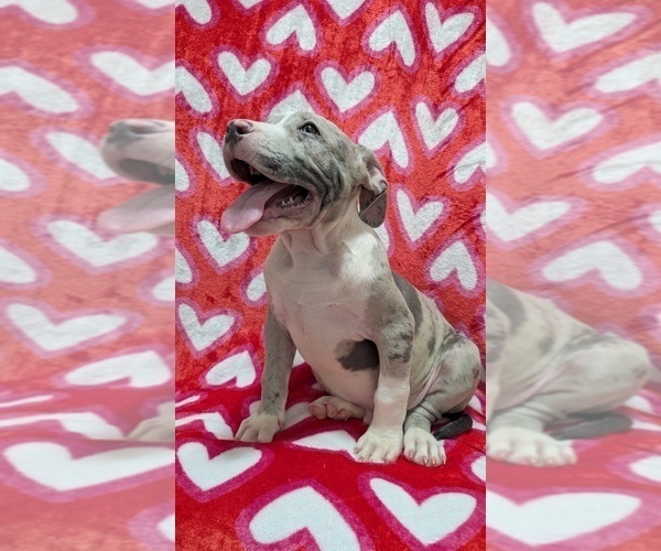Medium Photo #1 American Bully Puppy For Sale in GROVETOWN, GA, USA