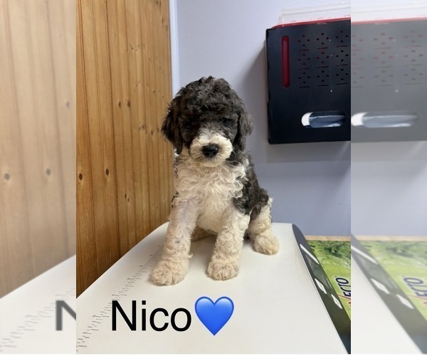 Medium Photo #5 Goldendoodle Puppy For Sale in HILLSBORO, TX, USA