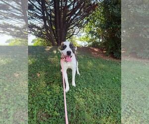 American Staffordshire Terrier-Unknown Mix Dogs for adoption in Front Royal, VA, USA