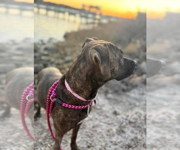 Medium Photo #9 Labrador Retriever-Unknown Mix Puppy For Sale in Holly Springs, NC, USA