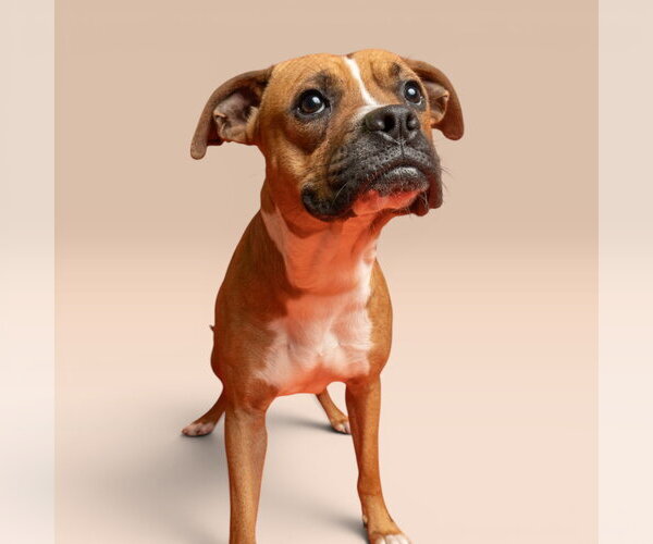 Medium Photo #1 Boxer-Unknown Mix Puppy For Sale in Rowlett, TX, USA