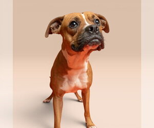 Boxer-Unknown Mix Dogs for adoption in Rowlett, TX, USA