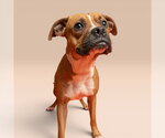 Small Boxer Mix