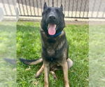 Small #1 German Shepherd Dog Mix