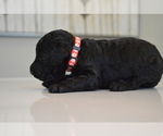 Small Photo #7 Australian Labradoodle Puppy For Sale in COLORADO SPRINGS, CO, USA