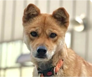 Shiba Inu-Unknown Mix Dogs for adoption in San Ramon, CA, USA
