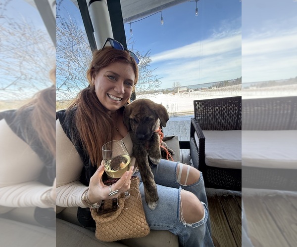 Medium Photo #8 Cane Corso Puppy For Sale in KEWADIN, MI, USA