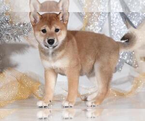 Medium Shiba Inu