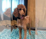 Small #6 Poodle (Standard)