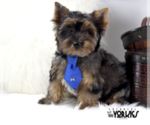 Small Photo #1 Yorkshire Terrier Puppy For Sale in KELLER, TX, USA